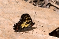 NYMPHALIDAE, Chlosyne poecile